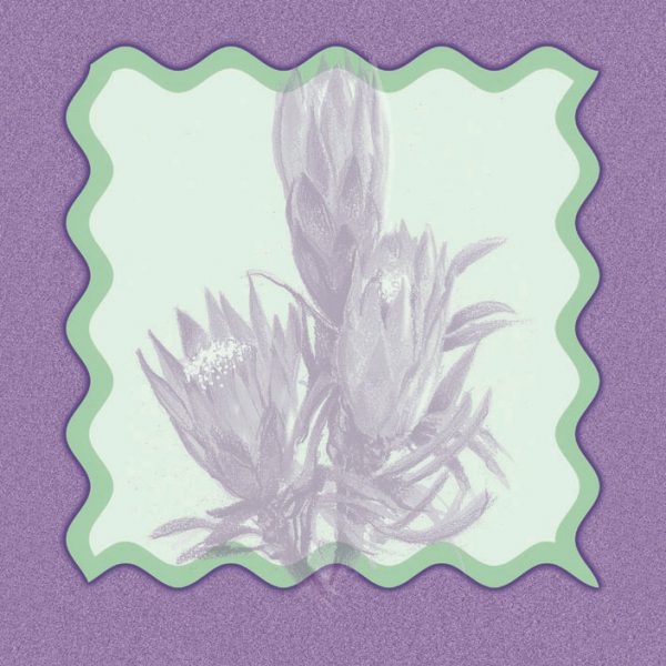 protea-blanco